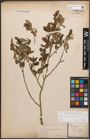 Foto von Salix caprea L. x Salix purpurea L.